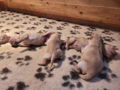 Les chiots de Golden Retriever