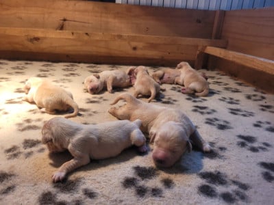 Les chiots de Golden Retriever