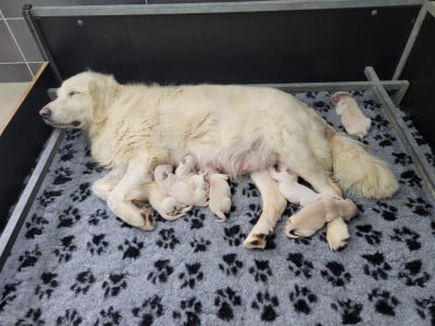 Les chiots de Golden Retriever