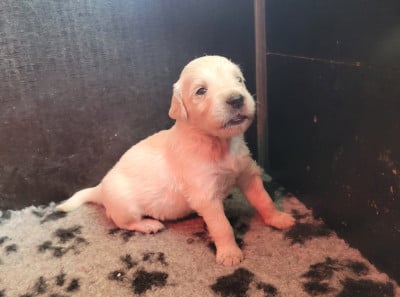 Les chiots de Golden Retriever