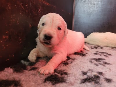 Les chiots de Golden Retriever