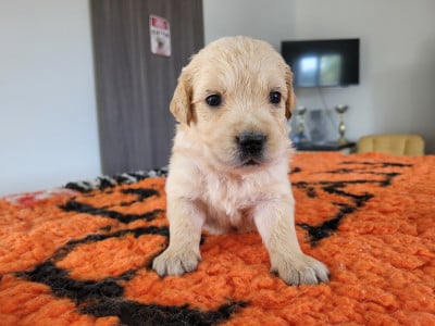 Les chiots de Golden Retriever