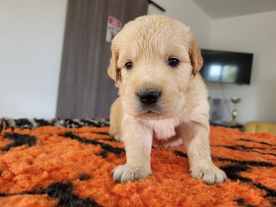 Les chiots de Golden Retriever