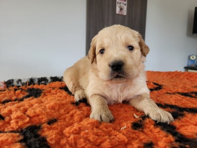 Les chiots de Golden Retriever