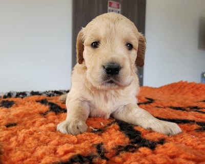Les chiots de Golden Retriever