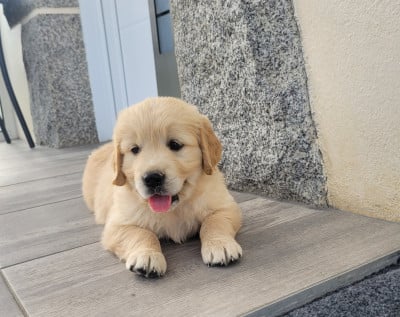 Les chiots de Golden Retriever