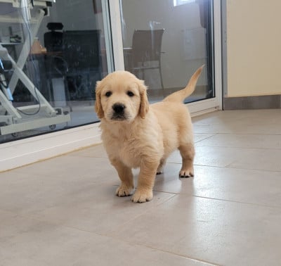 Les chiots de Golden Retriever