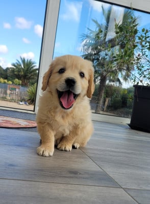 Les chiots de Golden Retriever