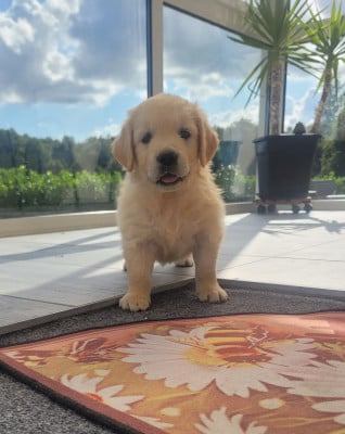 Les chiots de Golden Retriever
