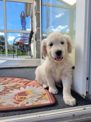 Les chiots de Golden Retriever