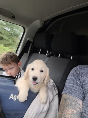 Les chiots de Golden Retriever