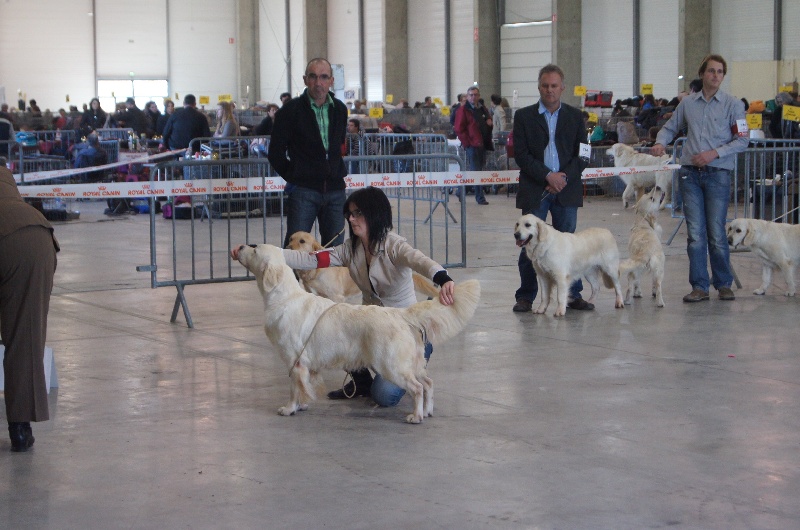 Cybèle de Bihan ki breizh - Excellent en classe ouverte