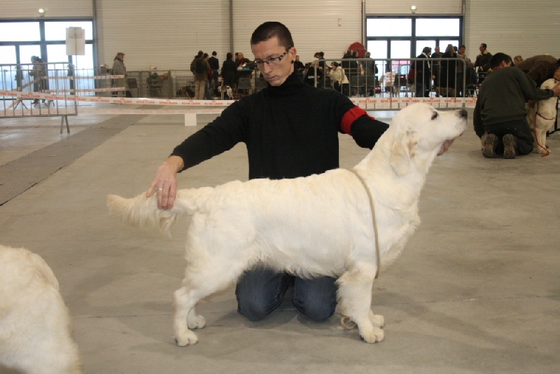 Cybèle de Bihan ki breizh - 1er excellent , BOB jeune et 2ème BOG