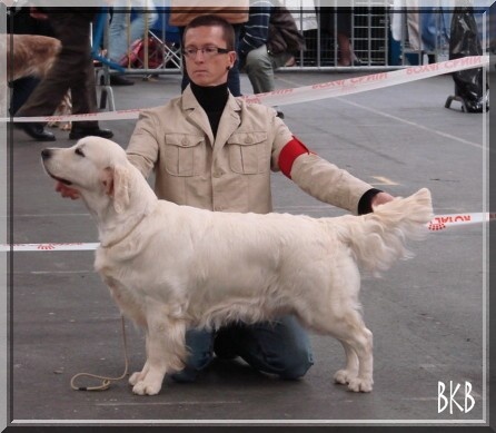 Cybèle de Bihan ki breizh - 1ère excellent CACS/CACIB/BOB (meilleur de race) et 2ème du 8ème groupe