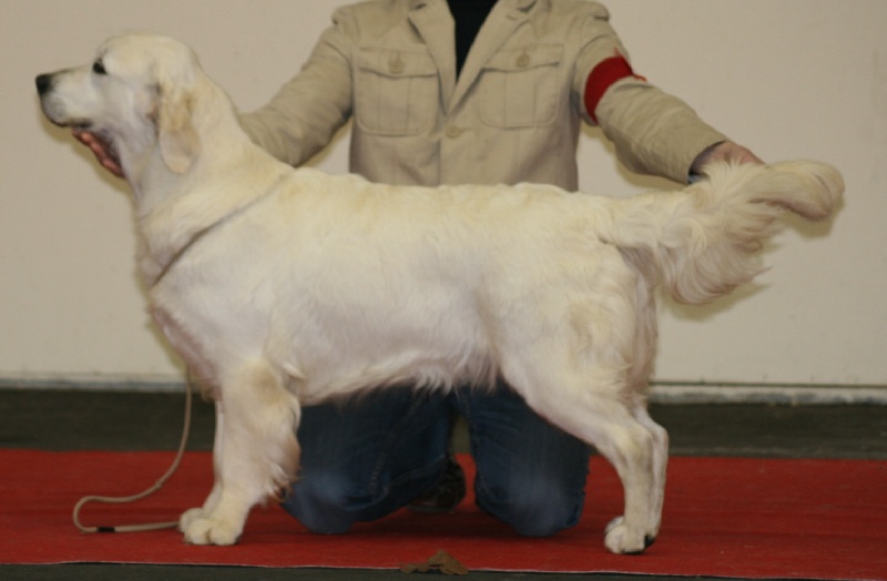 Cybèle de Bihan ki breizh - 1 ère excellent en classe inter CACS/CACIB