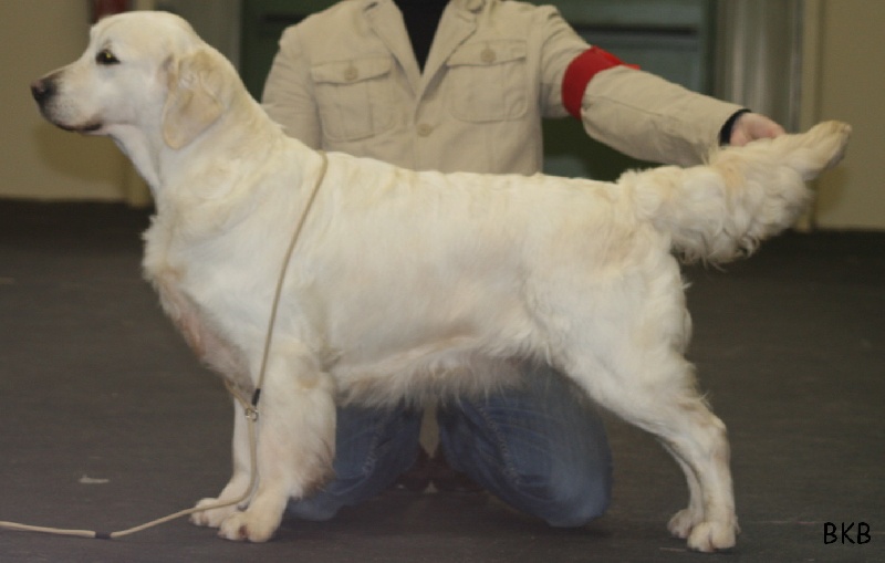 Cybèle de Bihan ki breizh - 1er excellent en classe ouverte CACS/RCACIB