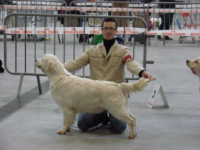 Cybèle de Bihan ki breizh - 1er excellent en classe ouverte CACS/CACIB