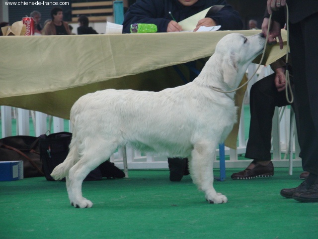 Cybèle de Bihan ki breizh - très prometteur