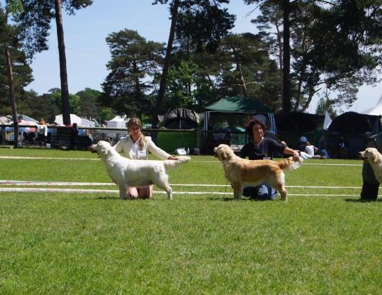 Cybèle de Bihan ki breizh - 4ème excellent en classe Elevage