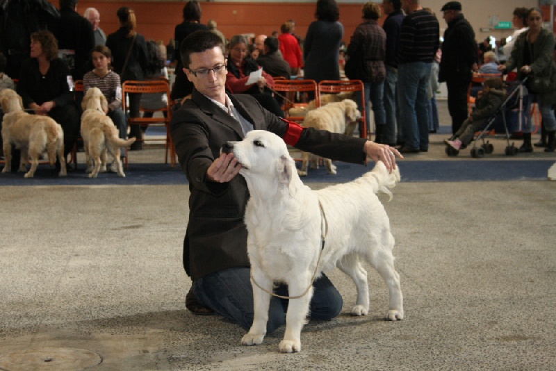 Cybèle de Bihan ki breizh - 2 ème excellent en classe jeune