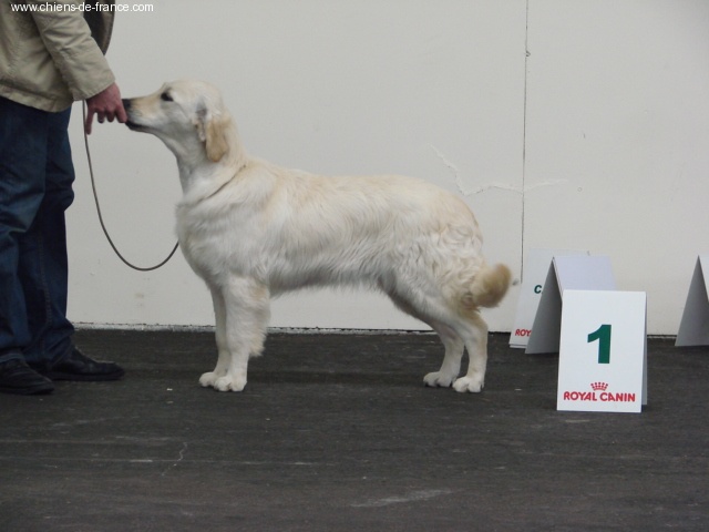 Lisa simpson del atrapasuenos - 1er Très prometteur