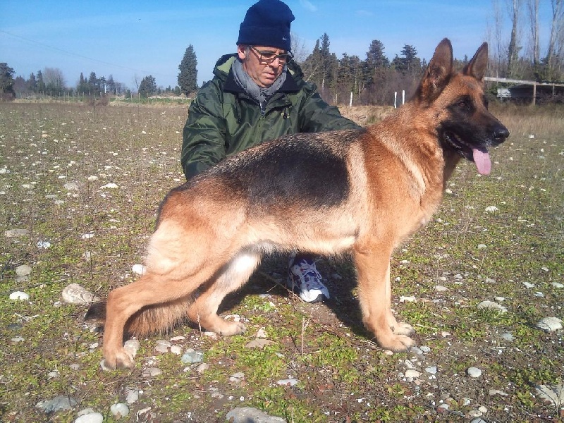 Chiot Berger allemand, femelle disponible en Provence