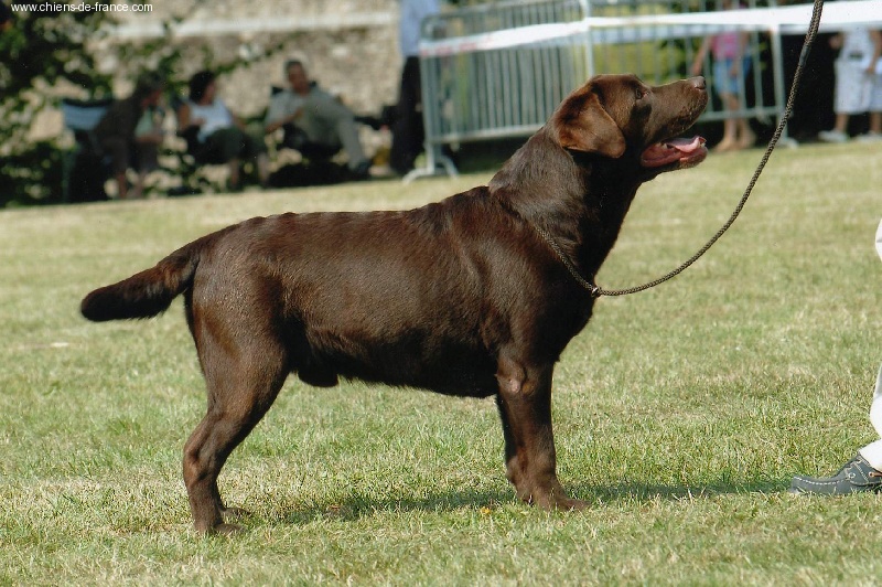 CH. Rodjy De la plaine des weppes - 3¨¨¨prix médaille de bronze