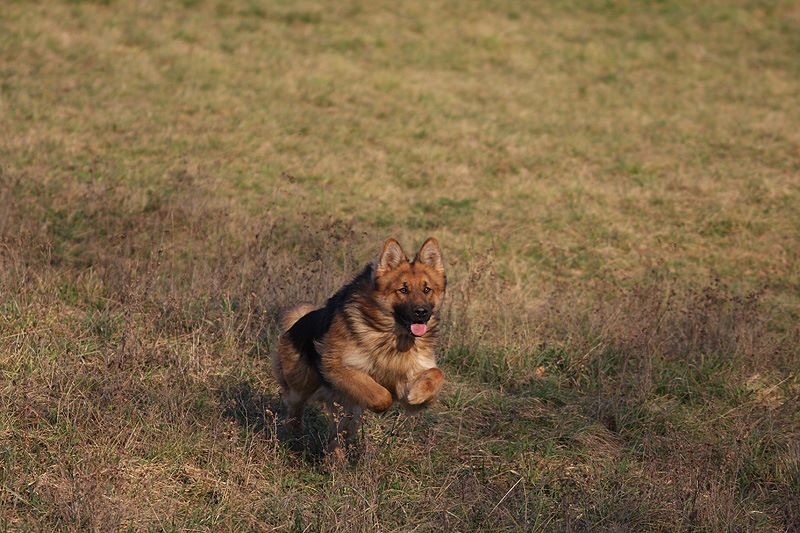 Publication : Des Plaines de l'Est Auteur : Pierre Schmitt