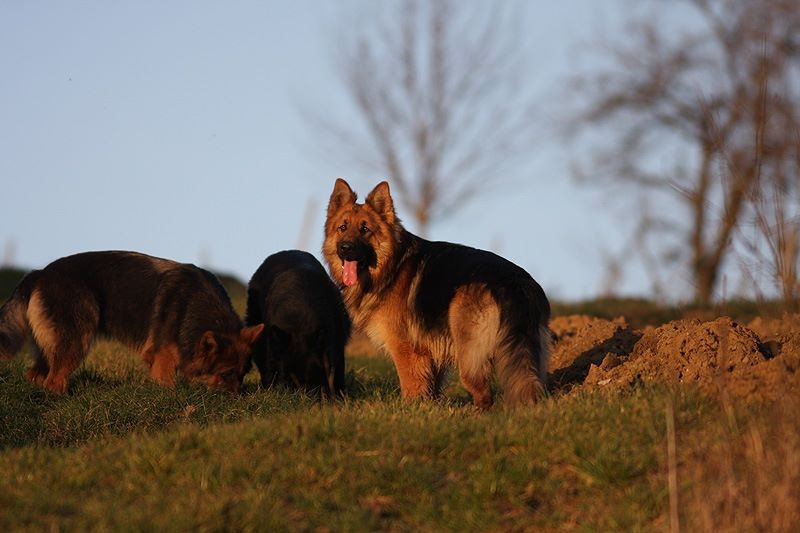 Publication : Des Plaines de l'Est Auteur : Pierre Schmitt