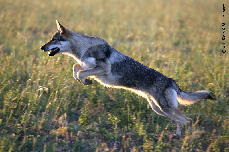 Publication : Des Plaines de l'Est