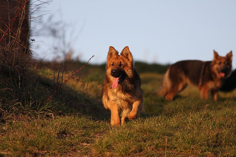 Publication : Des Plaines de l'Est Auteur : Pierre Schmitt