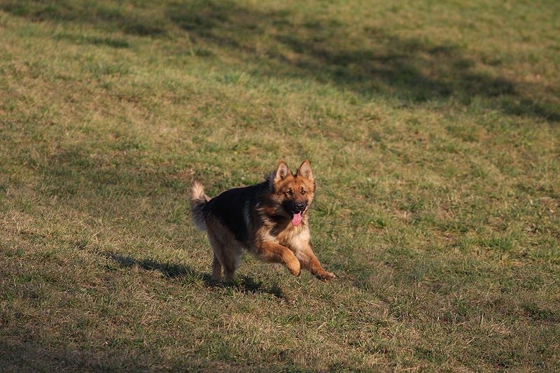 Publication : Des Plaines de l'Est Auteur : Pierre Schmitt