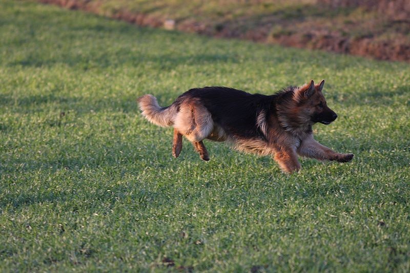 Publication : Des Plaines de l'Est Auteur : Pierre Schmitt