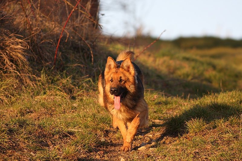Publication : Des Plaines de l'Est Auteur : Pierre Schmitt