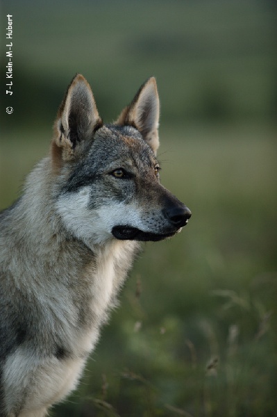 Publication : Des Plaines de l'Est