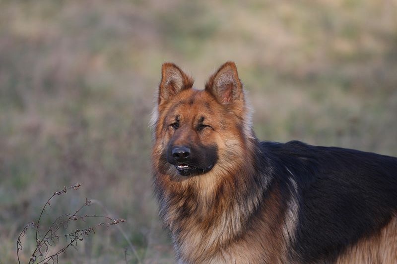 Publication : Des Plaines de l'Est Auteur : Pierre Schmitt