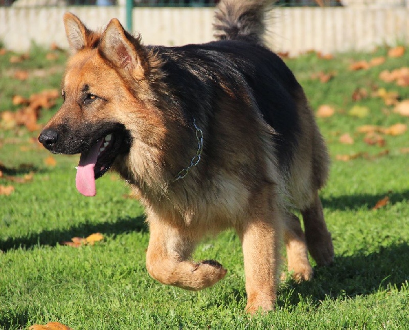 Publication : Des Plaines de l'Est Auteur : Pierre Schmitt