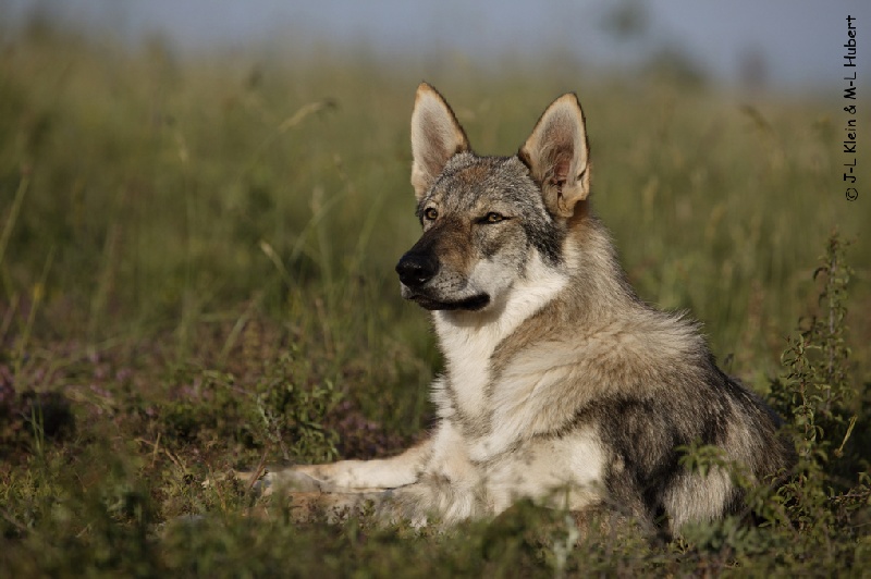 Publication : Des Plaines de l'Est