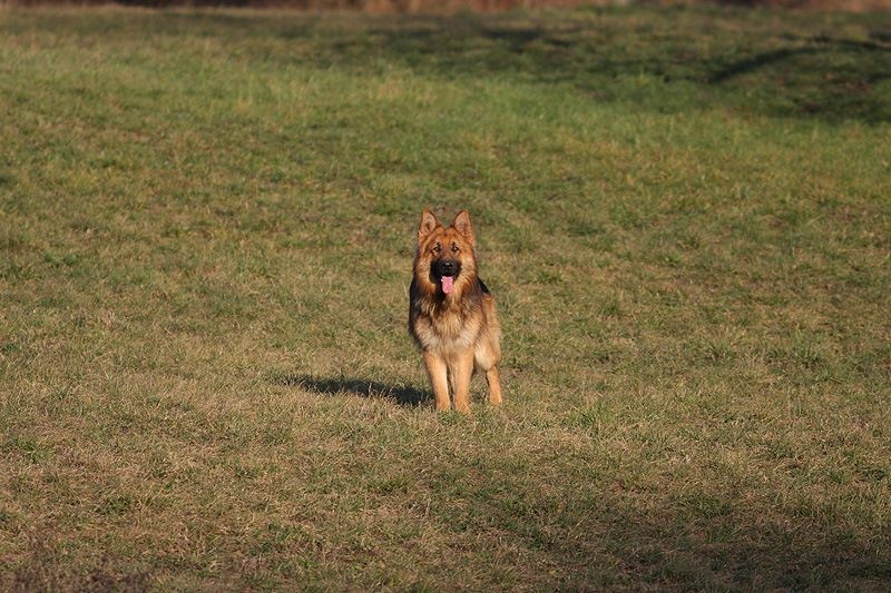 Publication : Des Plaines de l'Est Auteur : Pierre Schmitt
