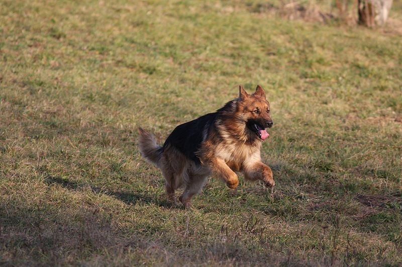 Publication : Des Plaines de l'Est Auteur : Pierre Schmitt