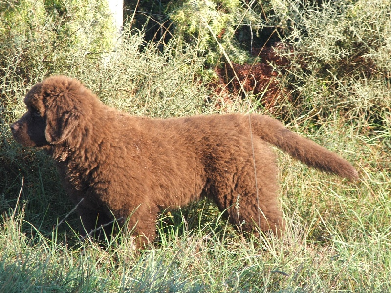 Publication : Nashoba Spirit's