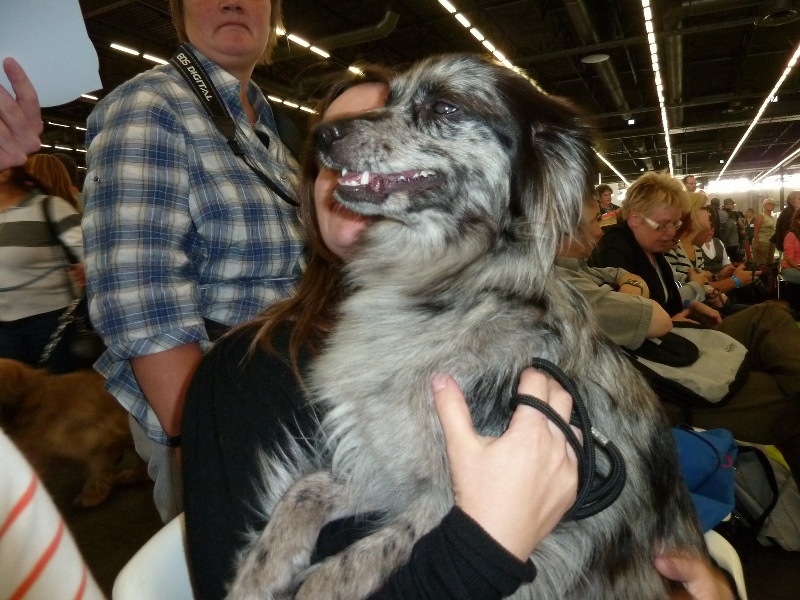 Enigme de la Patonnière - CACS - RCACIB