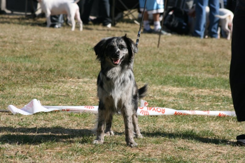 Enigme de la Patonnière - CACS - BOB - CACIB - BOB