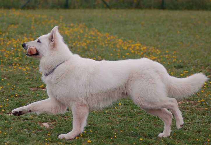 Publication : WHITE DREAMS OF ATHABASCA