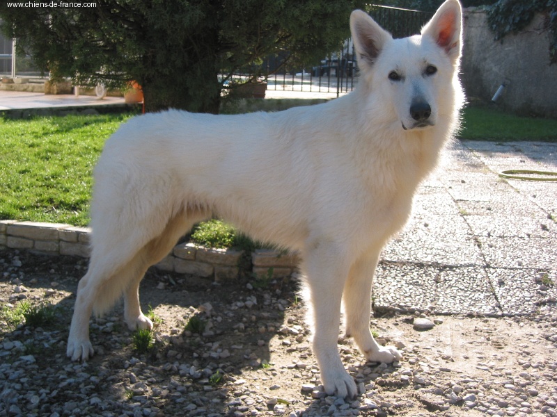 Publication : WHITE DREAMS OF ATHABASCA