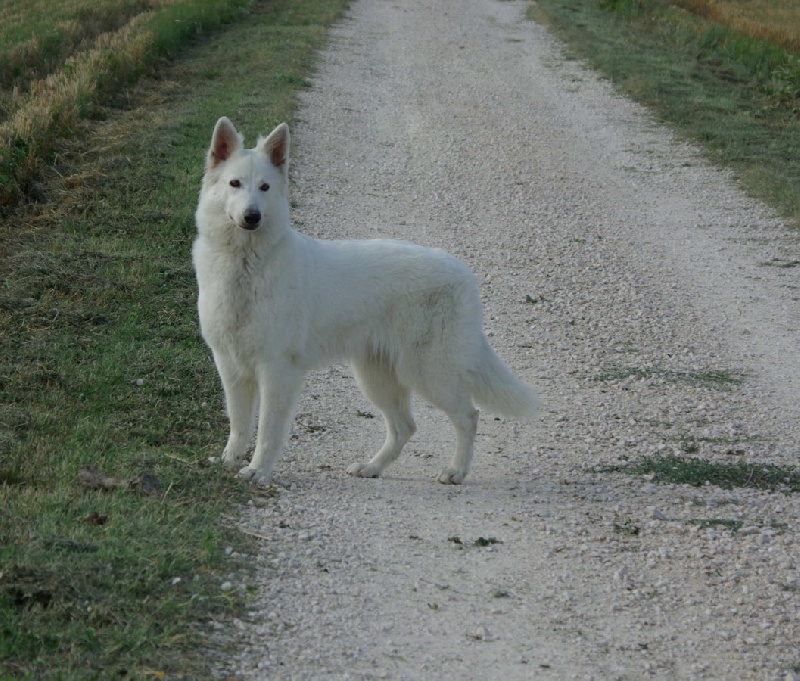 Publication : WHITE DREAMS OF ATHABASCA