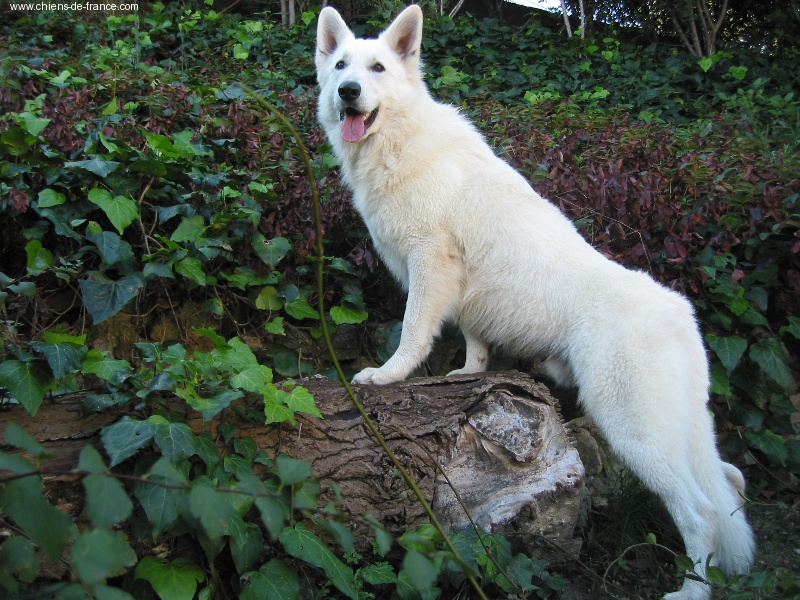 Publication : WHITE DREAMS OF ATHABASCA