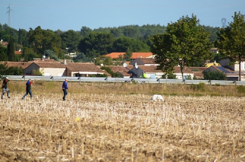 CH. Qinj beïjing white princess Vom sutumer grund - 1ere Excellent 96 pts/100