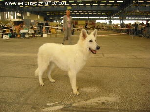 Nice of you to come bye Viking timo - 1er puppy trés prometteur