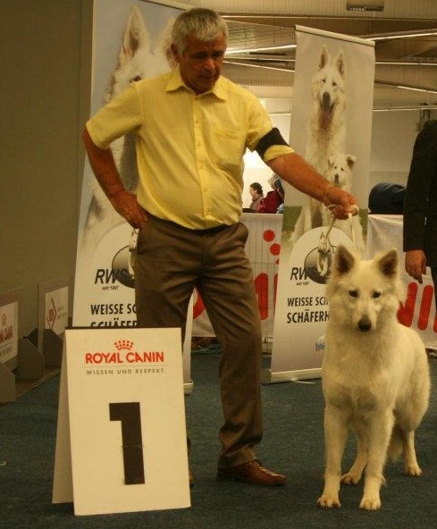 CH. Qinj beïjing white princess Vom sutumer grund - 1er Exc CIF , Anw Dt Ch VDH, RCAC,